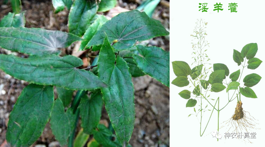 1708483098329226.png 640 (11).png